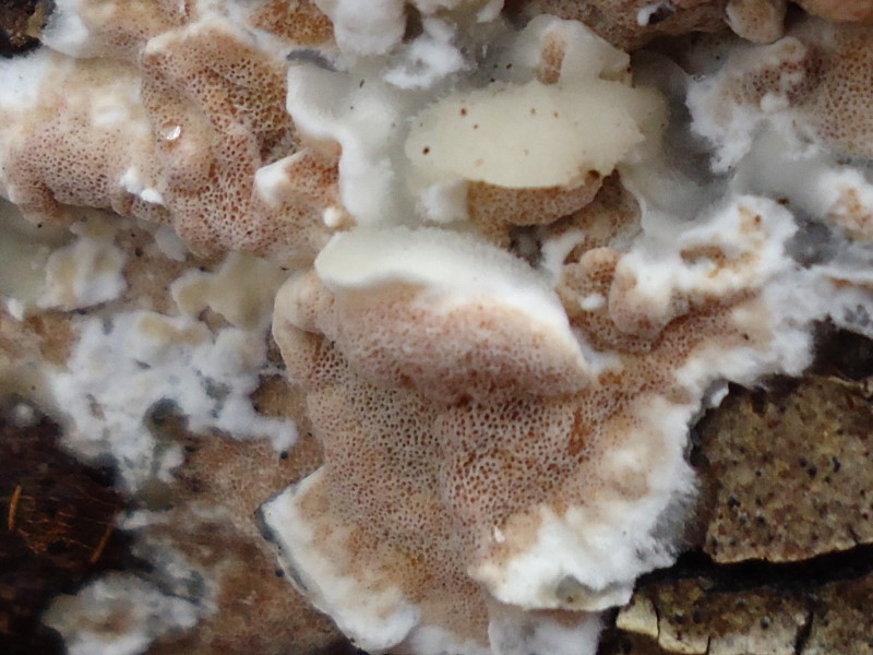 Gloeoporus dichrous